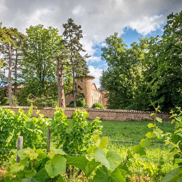 chateau-champ-renard-vigne