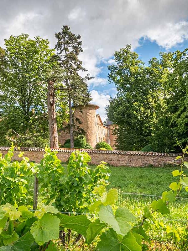 chateau-champ-renard-vigne