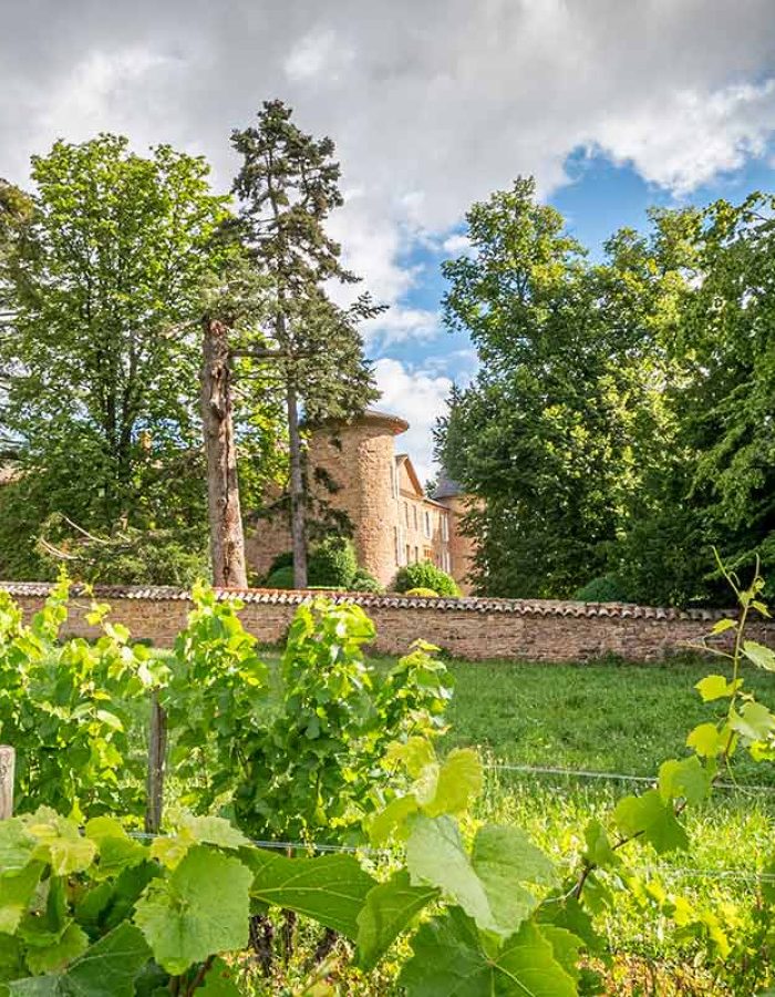 chateau-champ-renard-vigne
