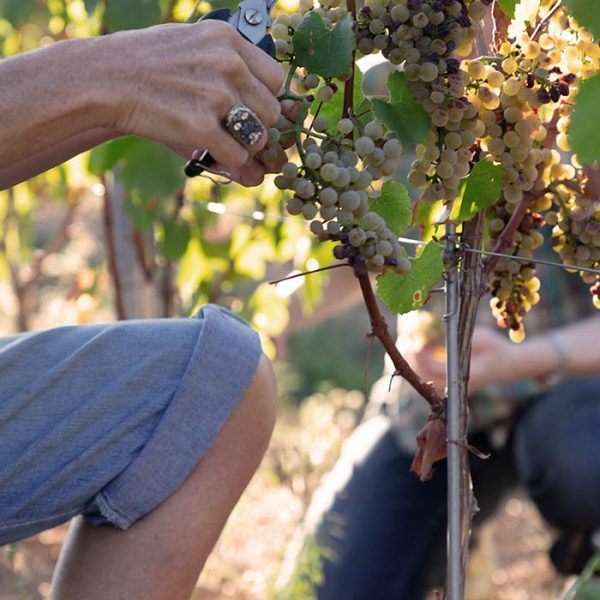 vendange-main